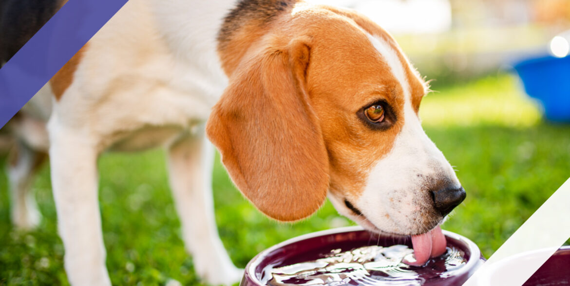 Are you Giving Your Pets Unhealthy Water?